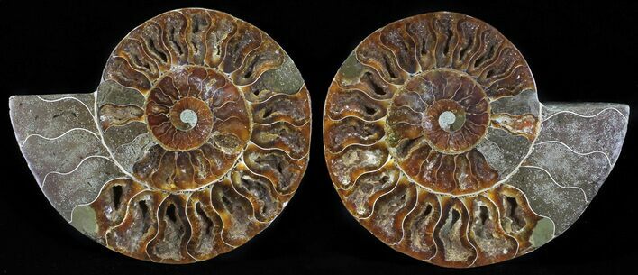 Polished Ammonite Pair - Agatized #54327